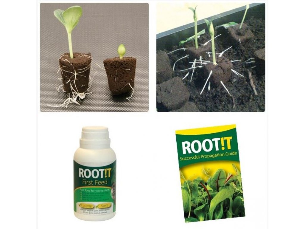 ROOT IT First Feed