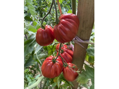 Red Gaint Pear Gran Sasso