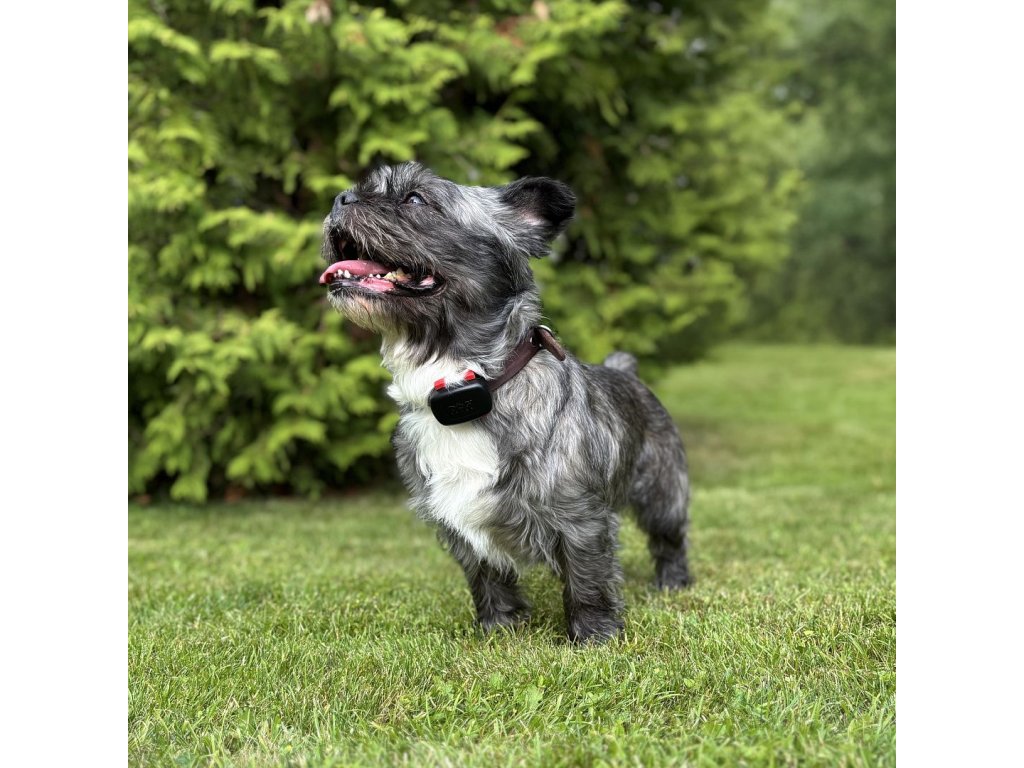 DOG GPS mini lokátor pro psy