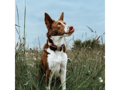 DOG GPS mini lokátor pro psy