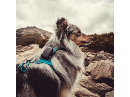 DOG GPS mini lokátor pro psy