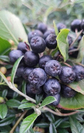 Bobulovité ovoce - skvosty z přírody pro vaše zdraví