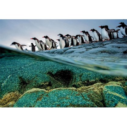 Puzzle 39730 National Geographic tučňáci 1000 dílků 2