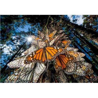 Puzzle 39732 National Geographic motýl 1000 dílků 2