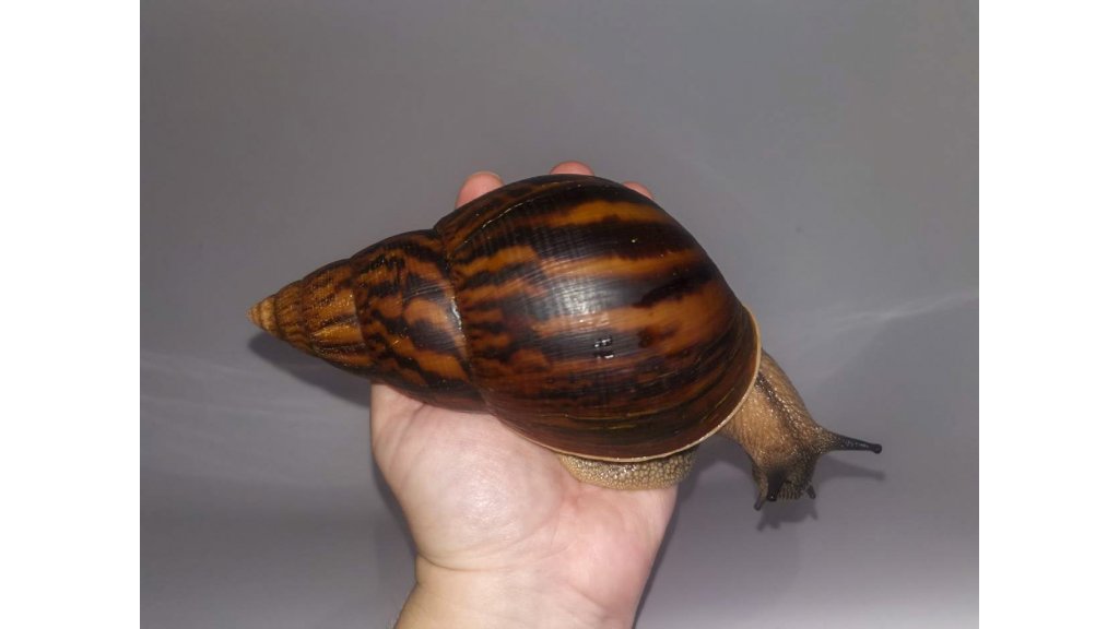 A. achatina achatina Ghana "typ 2a"