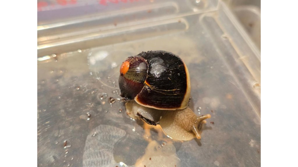 Acavus haemastoma haemastoma Mirrisa, Sri Lanka