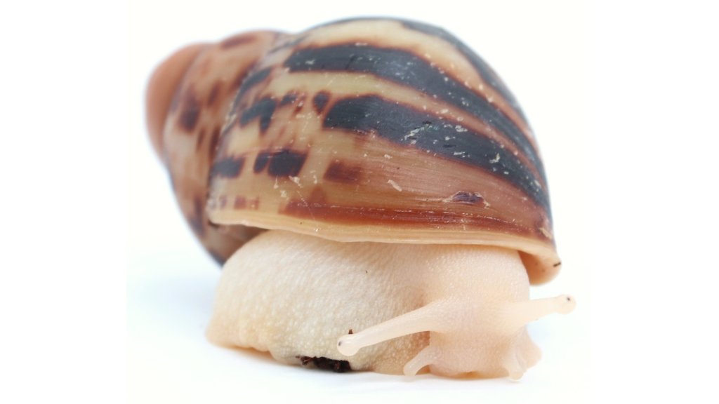 Arch. marginata egregia leucistic | Achatina shne.czek