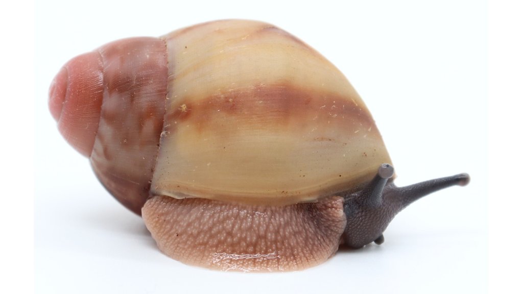 Arch. marginata candefacta Cameroon | Achatina shne.czek