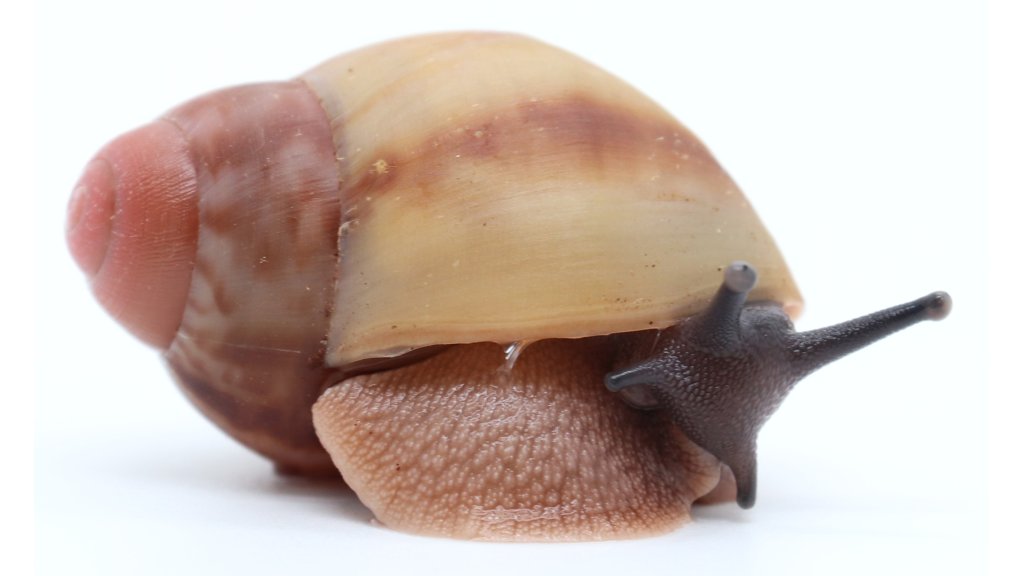 Arch. marginata candefacta Cameroon | Achatina shne.czek