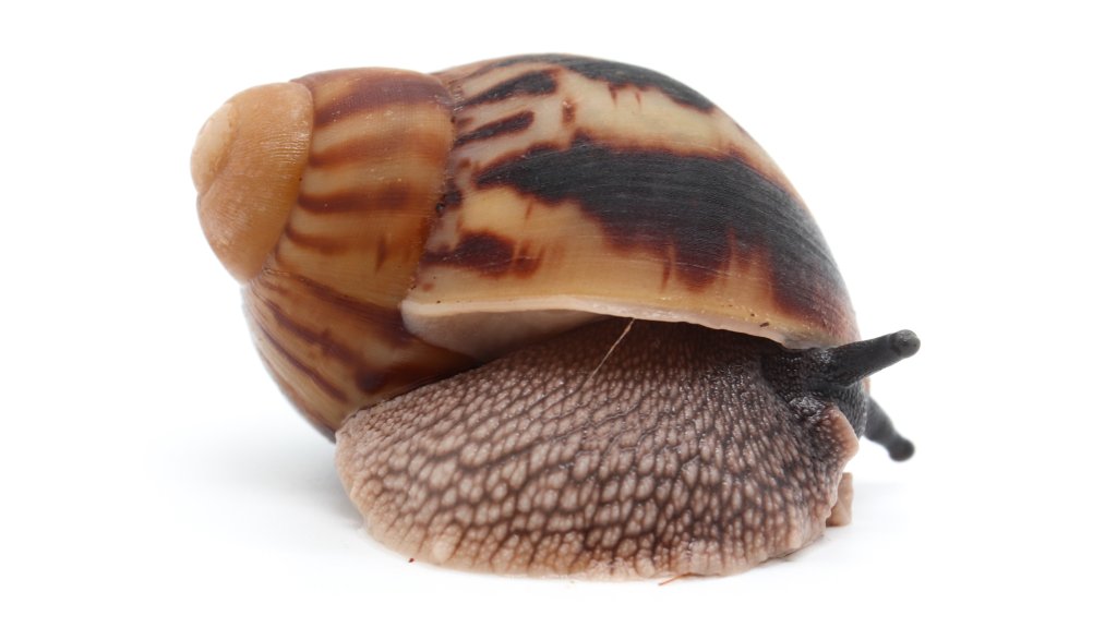 Arch. marginata marginata Cameroon type 1 F1