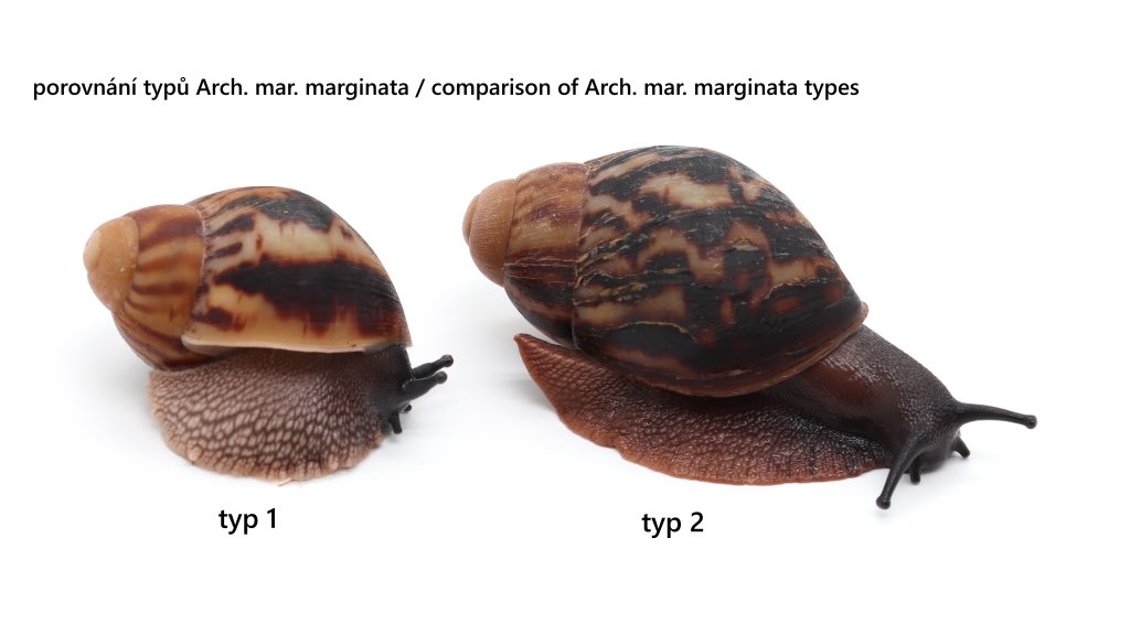 Arch. marginata marginata Cameroon type 1 F1