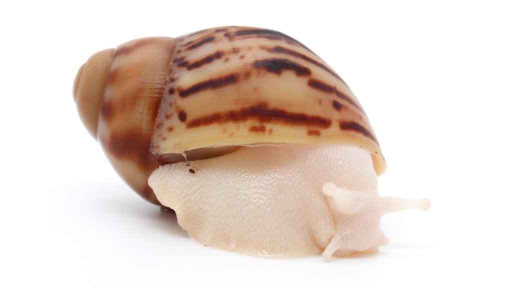 Arch. marginata ovum Nigeria albino body F1 
