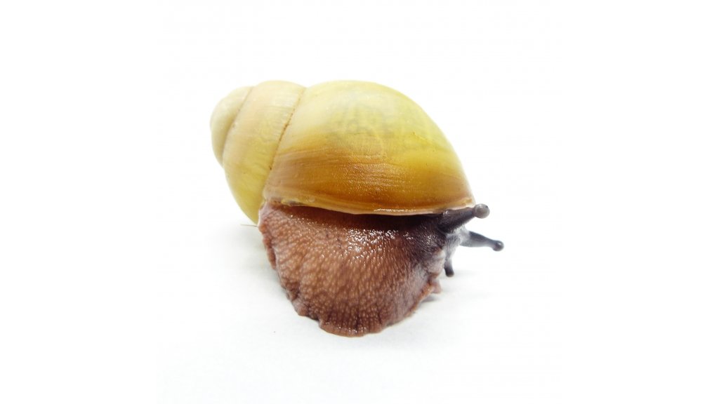 Arch. marginata ovum Nigeria albino shell 