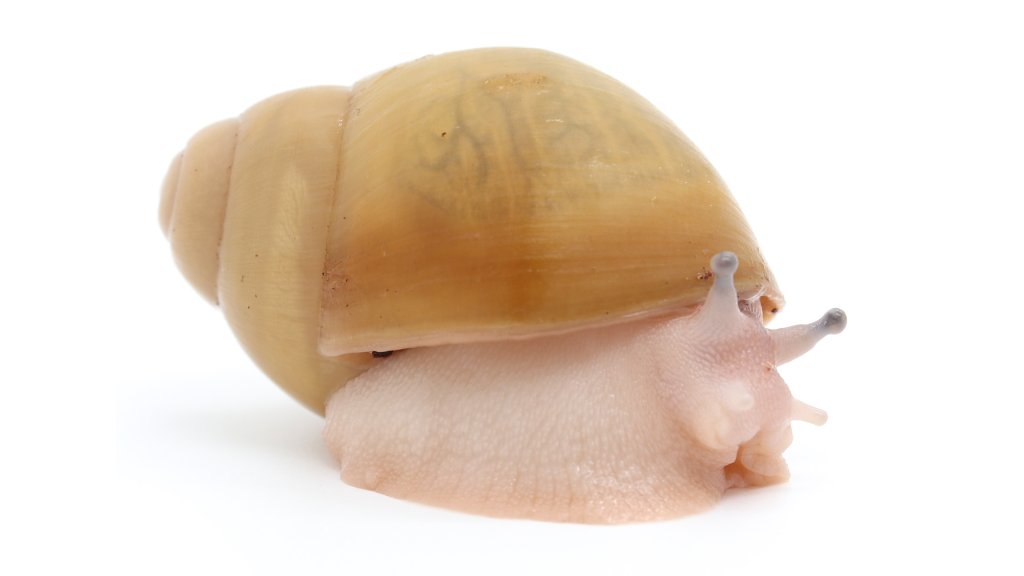 Arch. marginata ovum Nigeria albino shell acromelanic
