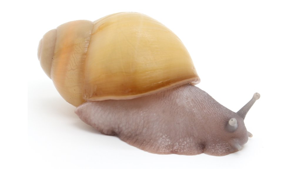 Arch. marginata ovum Nigeria albino shell silver body