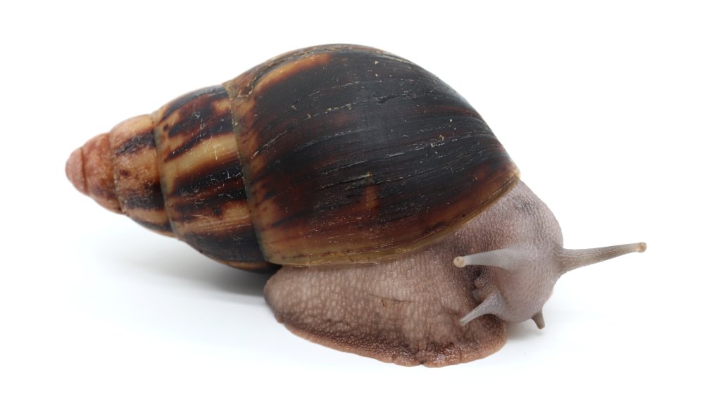 Arch. marginata suturalis Nigeria silver body (dark silver) | Achatina  shne.czek
