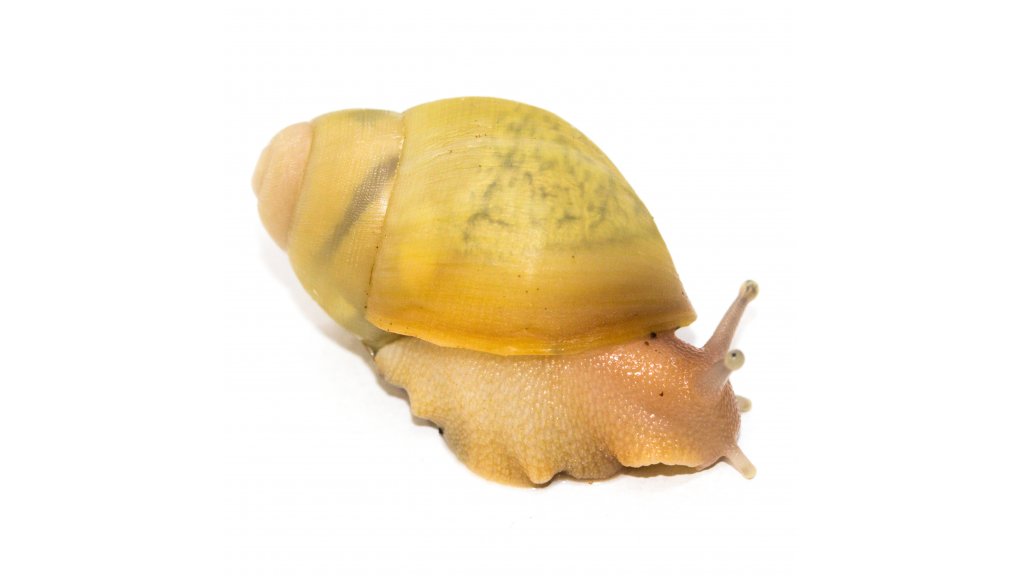 Arch. porphyrostoma Nigeria albino shell 