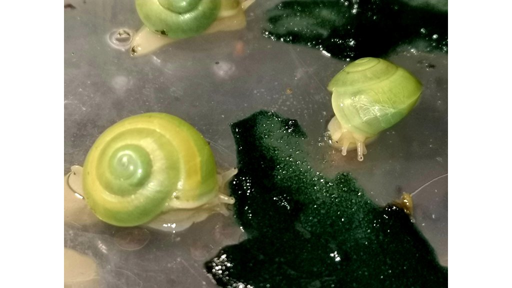 Asperitas bimaensis Indonesia