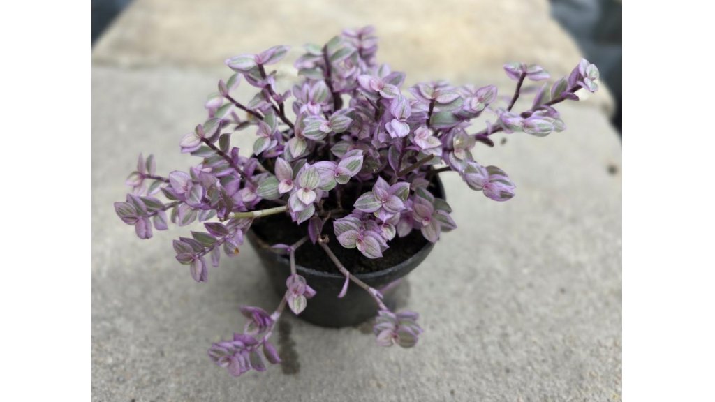Kalísie s růžovými listy (Callisia repens Rosata) - malá