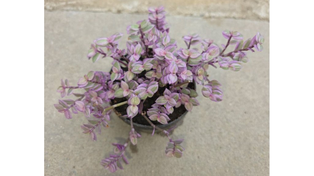 Kalísie s růžovými listy (Callisia repens Rosata) - malá