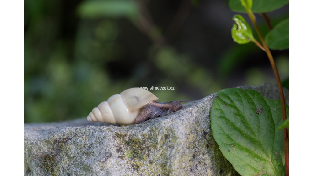 Limicolaria aethiops Nigeria albino shell