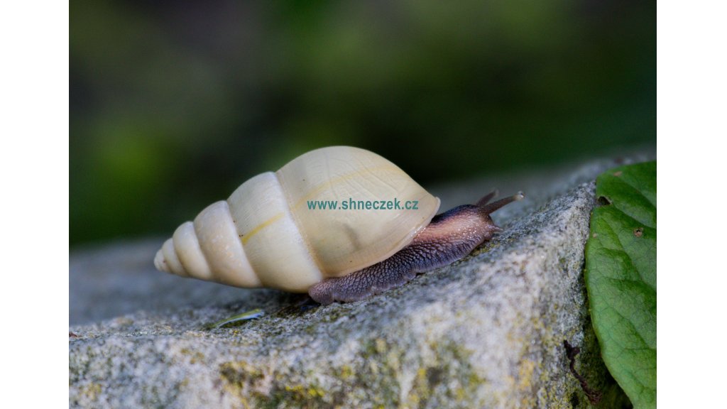 Limicolaria aethiops Nigeria albino shell