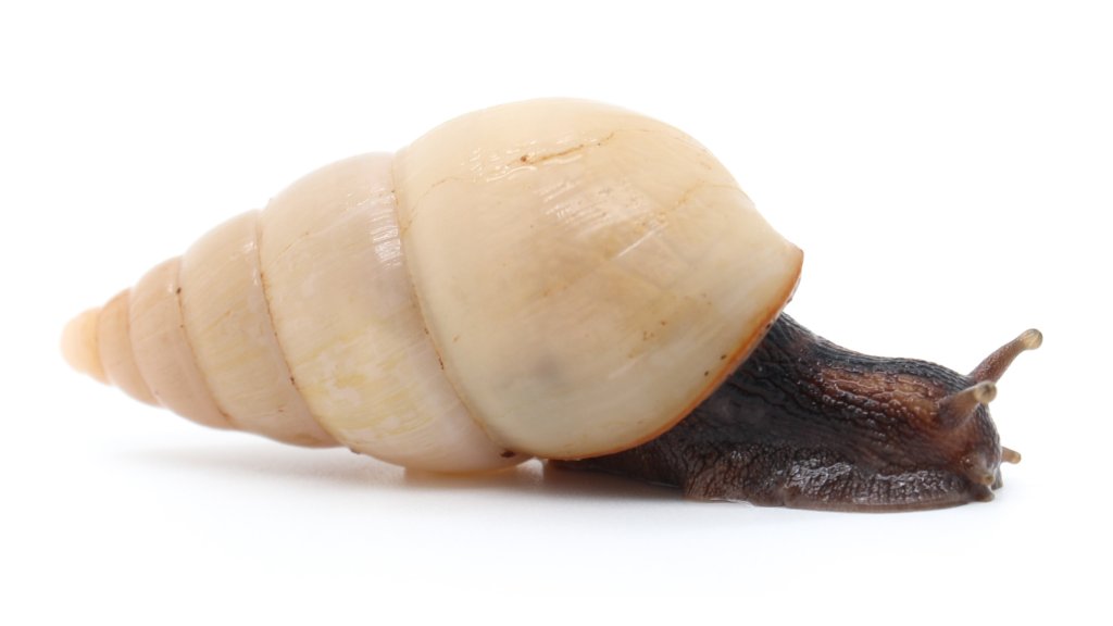 Limicolaria flammea Benin unicolor F2