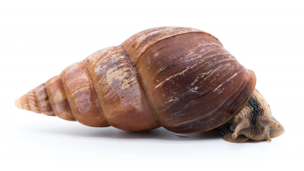 Limicolaria turris light shell - Achatina shne.czek