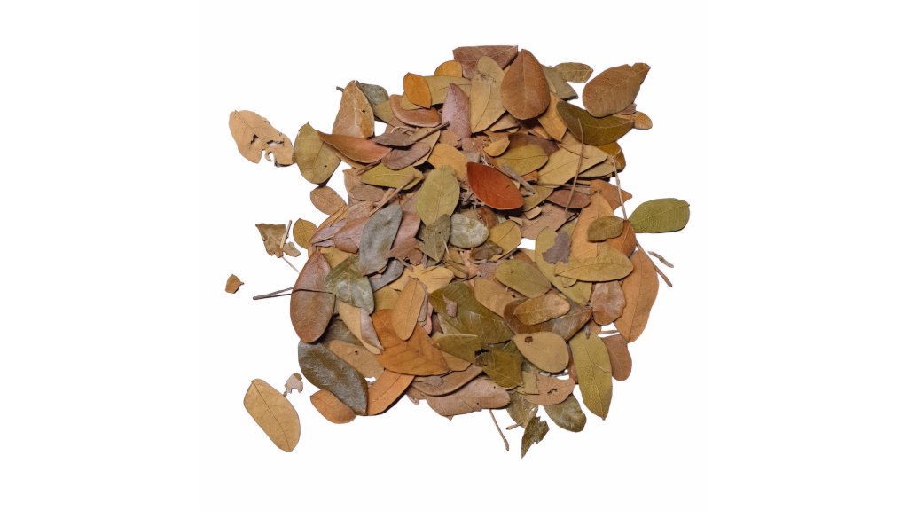 Dried small tropical leaves 20 g