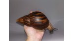 A. achatina achatina Ghana "type 2a"