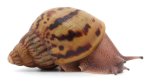 A. achatina achatina Nigeria 