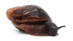 Arch. marginata marginata Cameroon typ 2