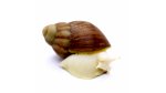 Arch. puylaerti Benin leucistic