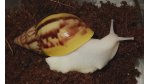 Liss. fulica leucistic