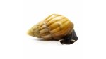 Liss. fulica Madagascar caramel