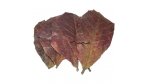 Listy mandlovníku mořského (Terminalia cattapa)