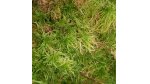 Live sphagnum moss 