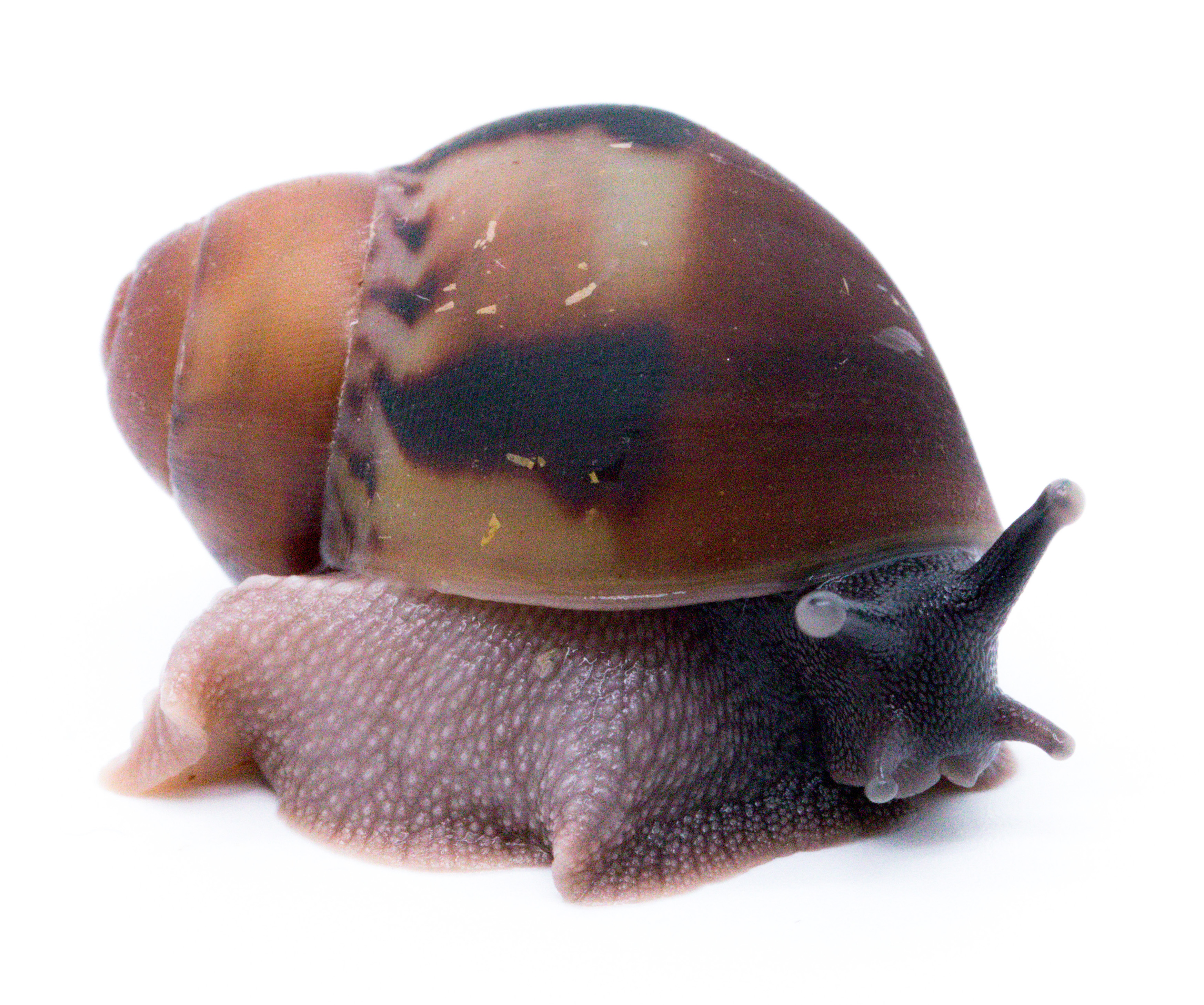 Arch. marginata egregia Cameroon two-tone | Achatina shne.czek