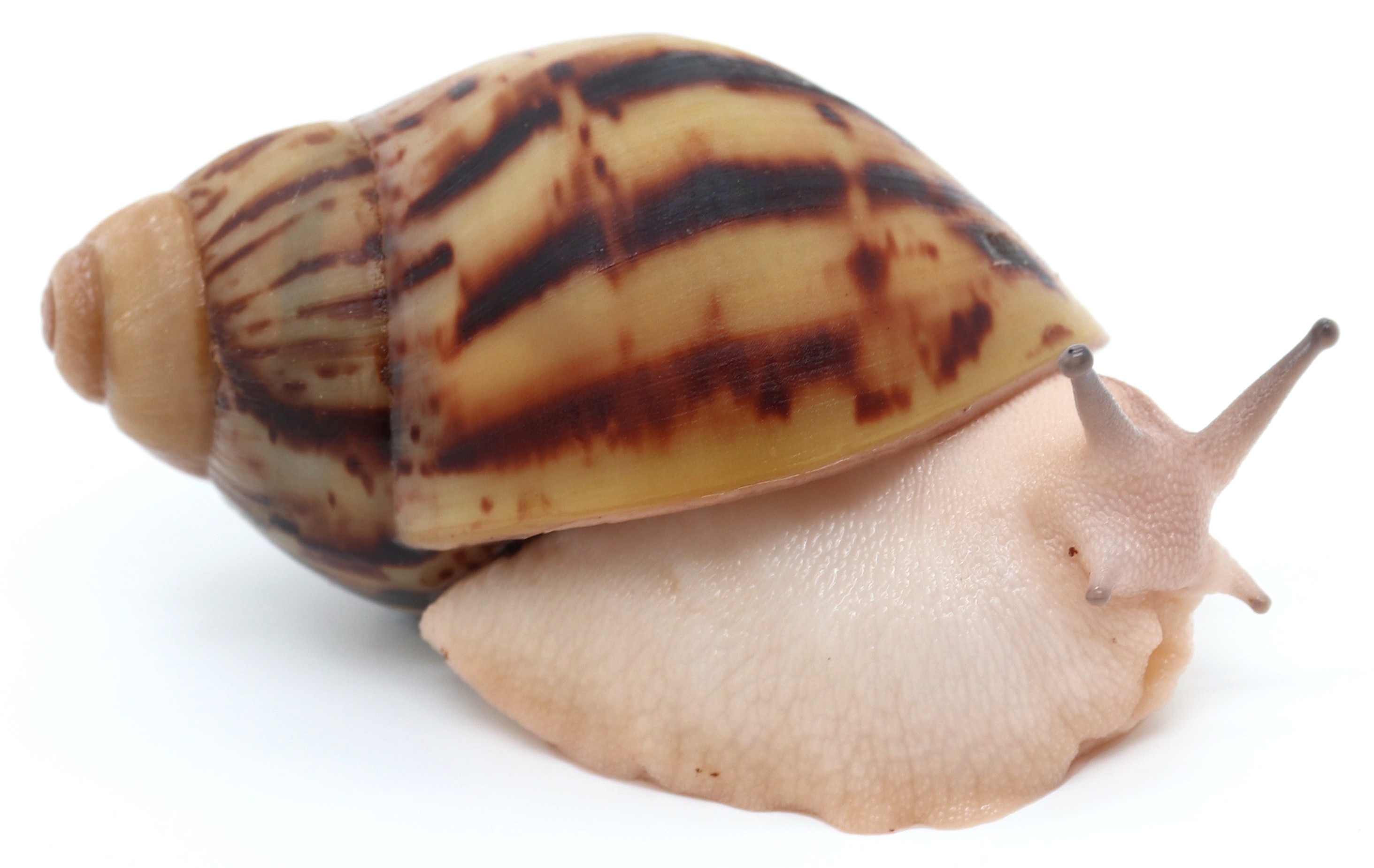 Arch. marginata ovum Nigeria acromelanic | Achatina shne.czek