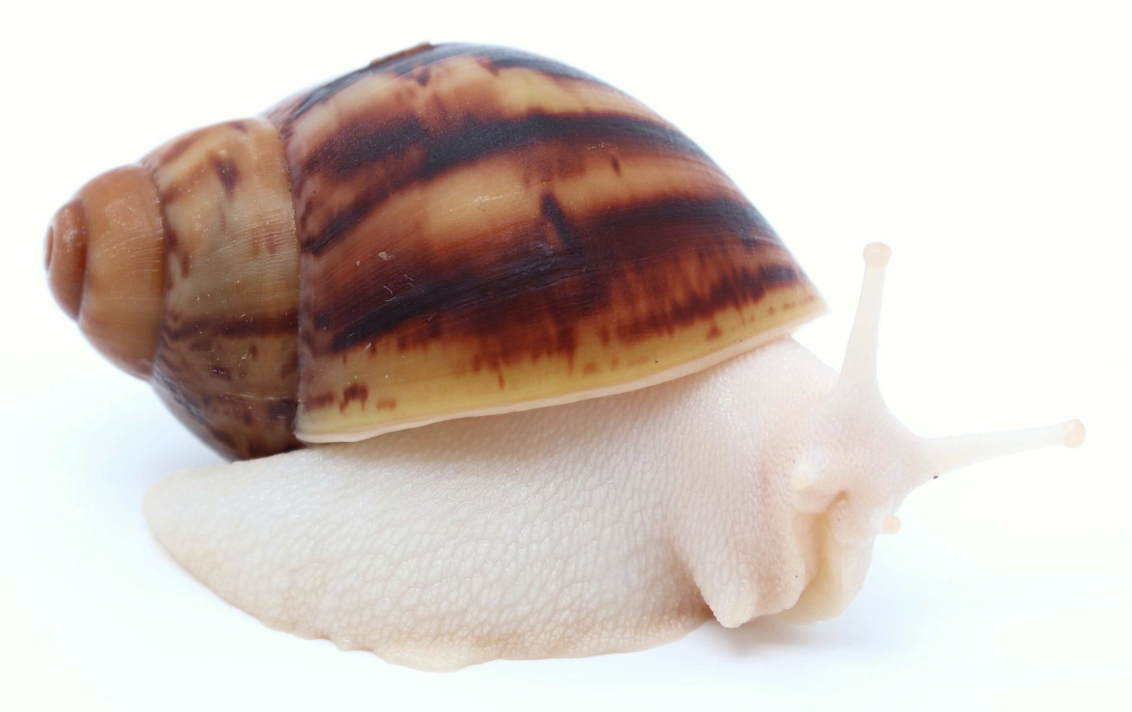 Arch. marginata ovum Nigeria albino body | Achatina shne.czek