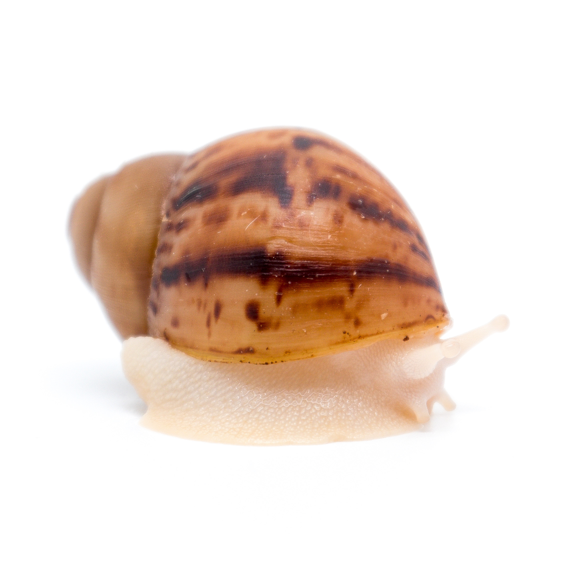 Arch. marginata ovum Nigeria leucistic/albino body (Geschwister von Ovum  Silver Body) | Achatina shne.czek