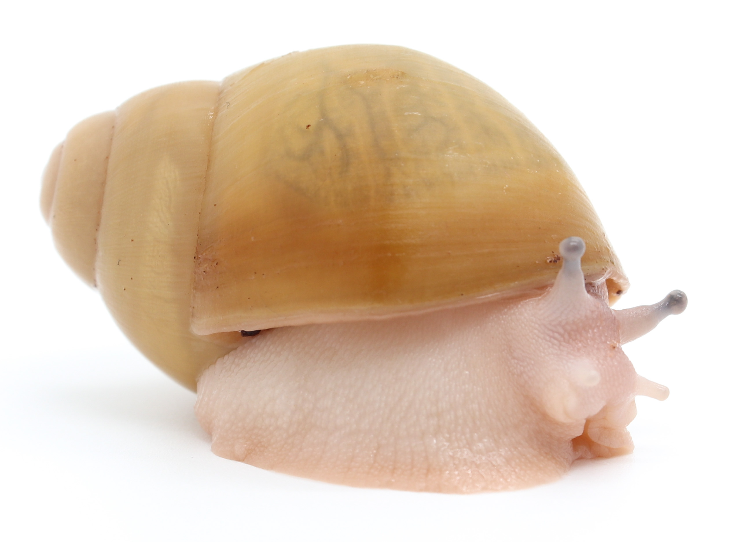 Arch. marginata ovum Nigeria albino shell acromelanic | Achatina shne.czek