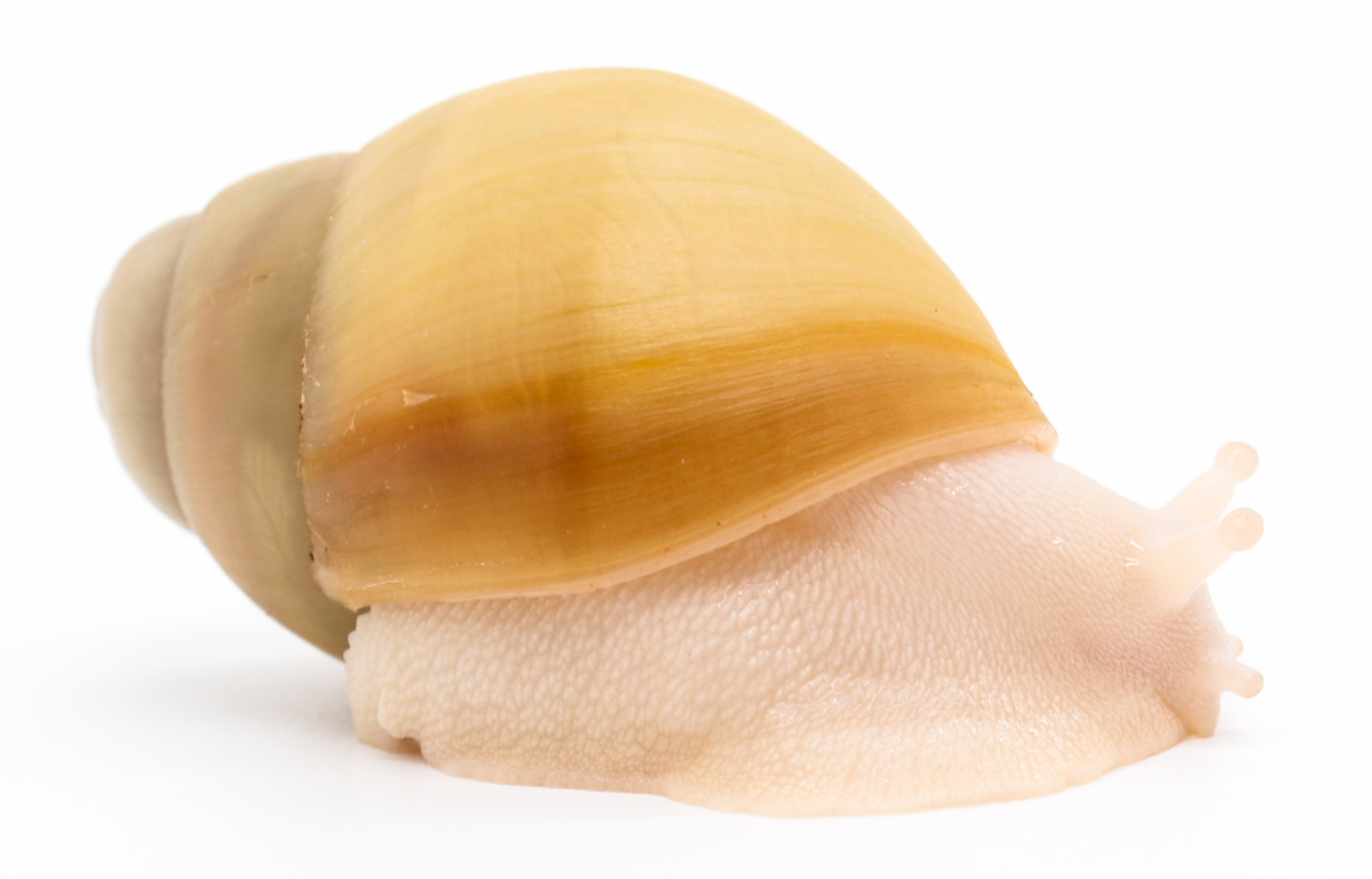 Arch. marginata ovum Nigeria full albino | Achatina shne.czek