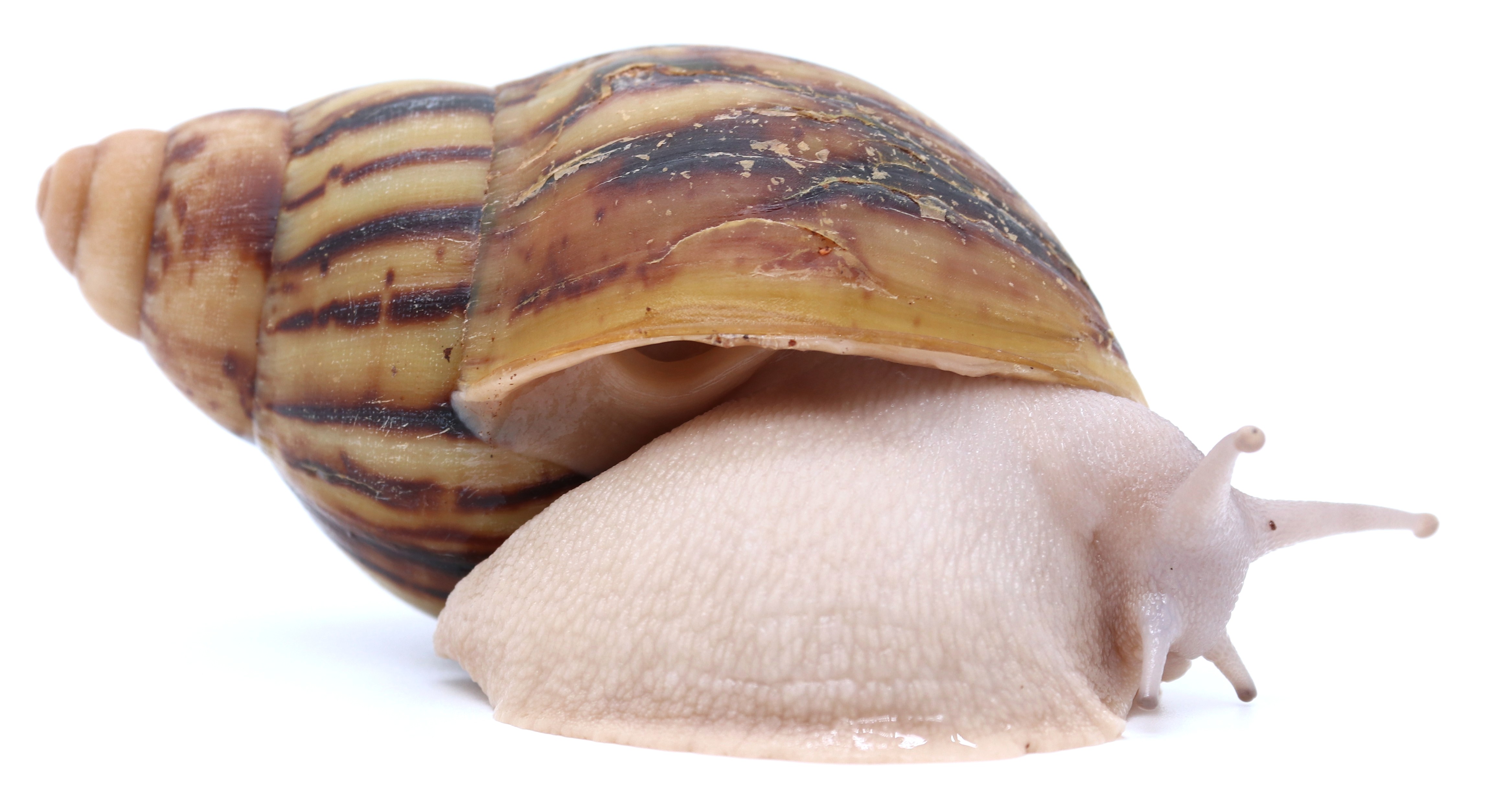 Arch. marginata ovum Nigeria LIGHT silver body (siblings of ovum silver body)  | Achatina shne.czek