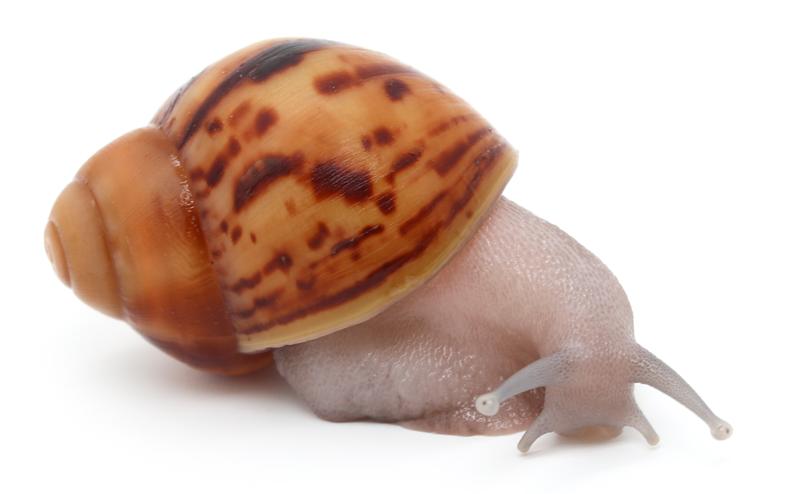 Arch. marginata ovum Nigeria silver body (siblings of ovum albino shell  silver body) | Achatina shne.czek