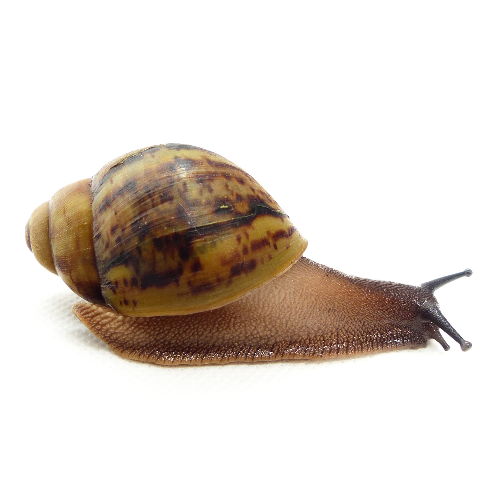 Arch. marginata ovum Nigeria XXL F1 | Achatina shne.czek