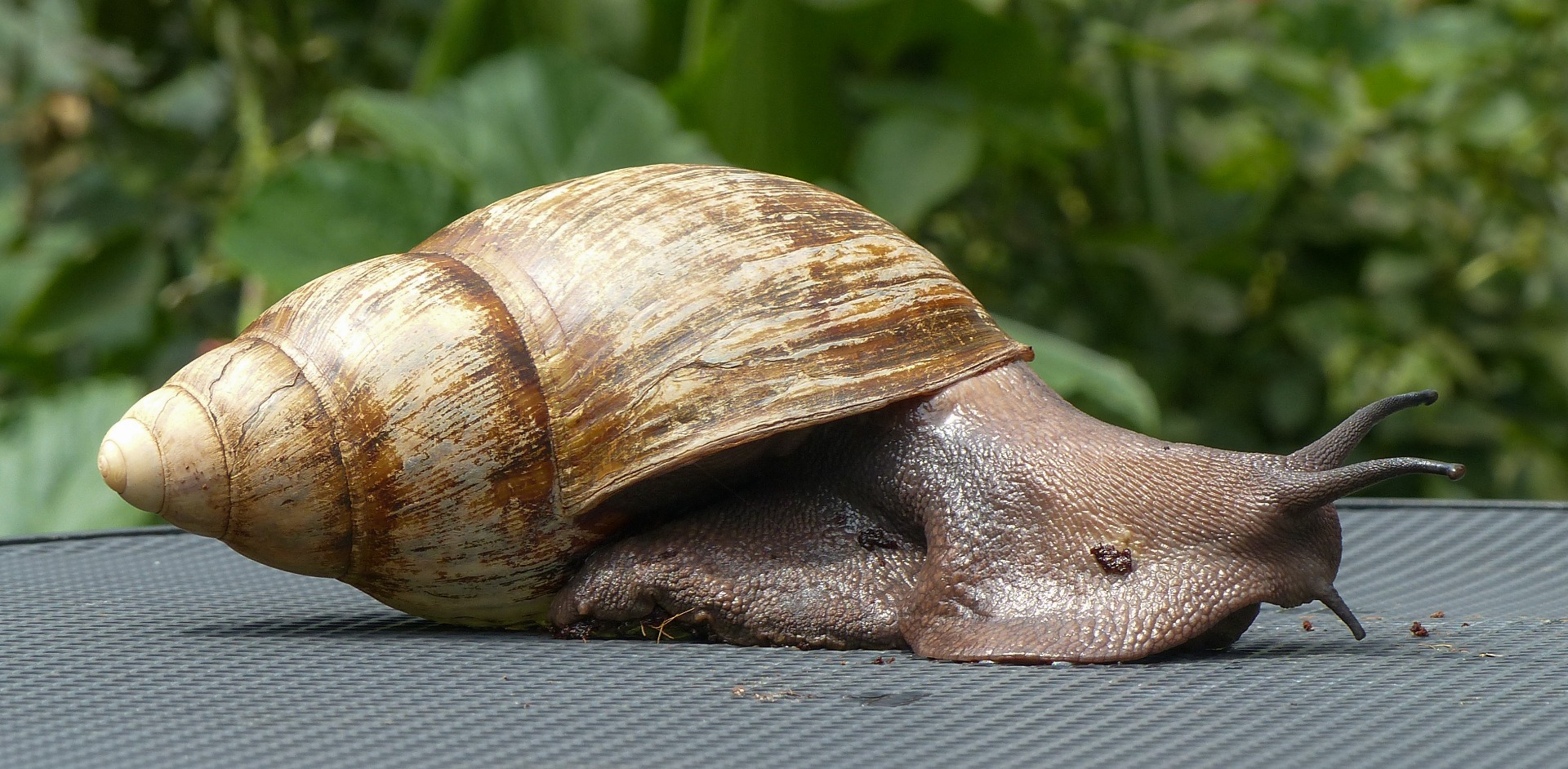 Arch. marginata ovum Nigeria XXL F1 | Achatina shne.czek