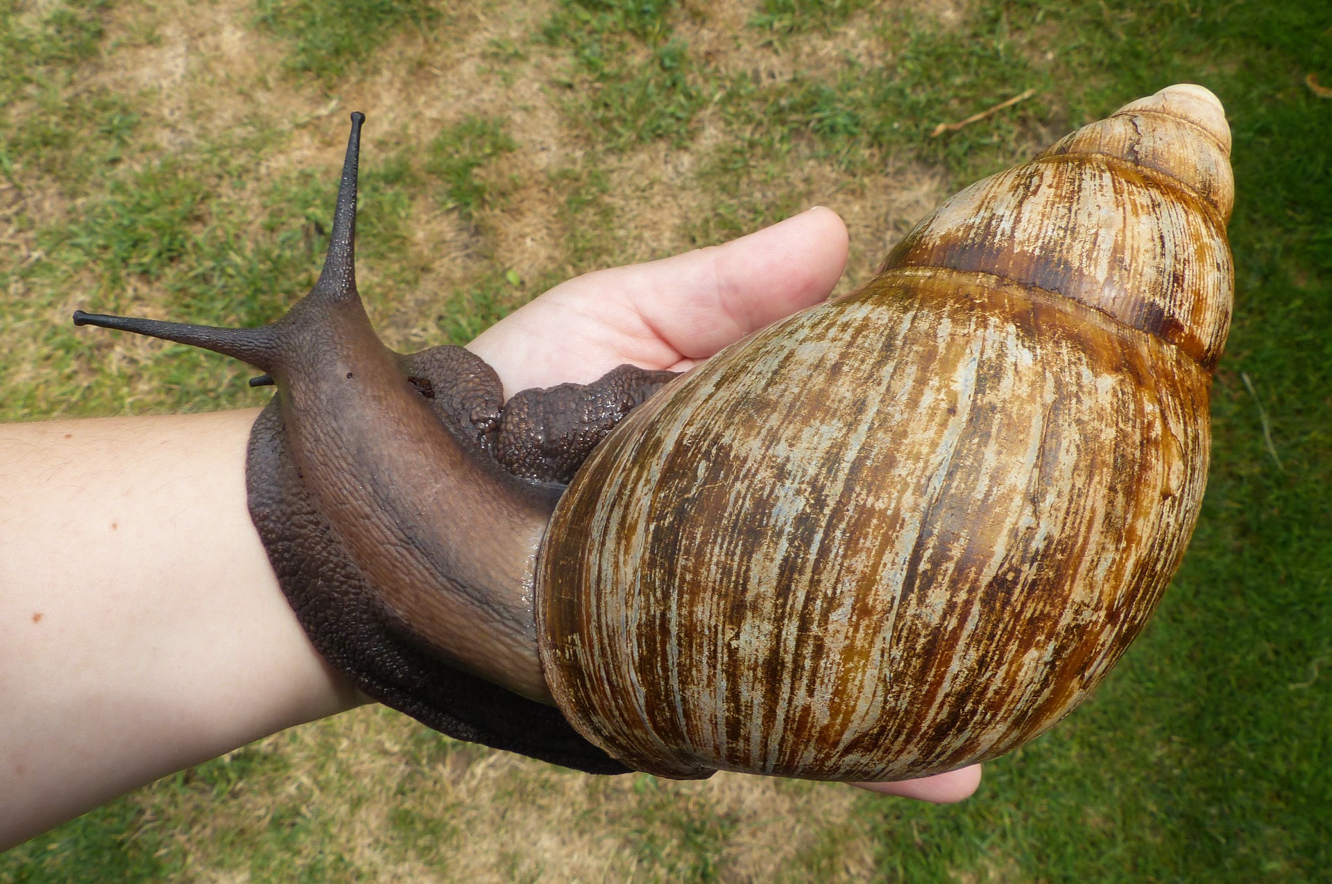 Arch. marginata ovum Nigeria XXL F1 | Achatina shne.czek