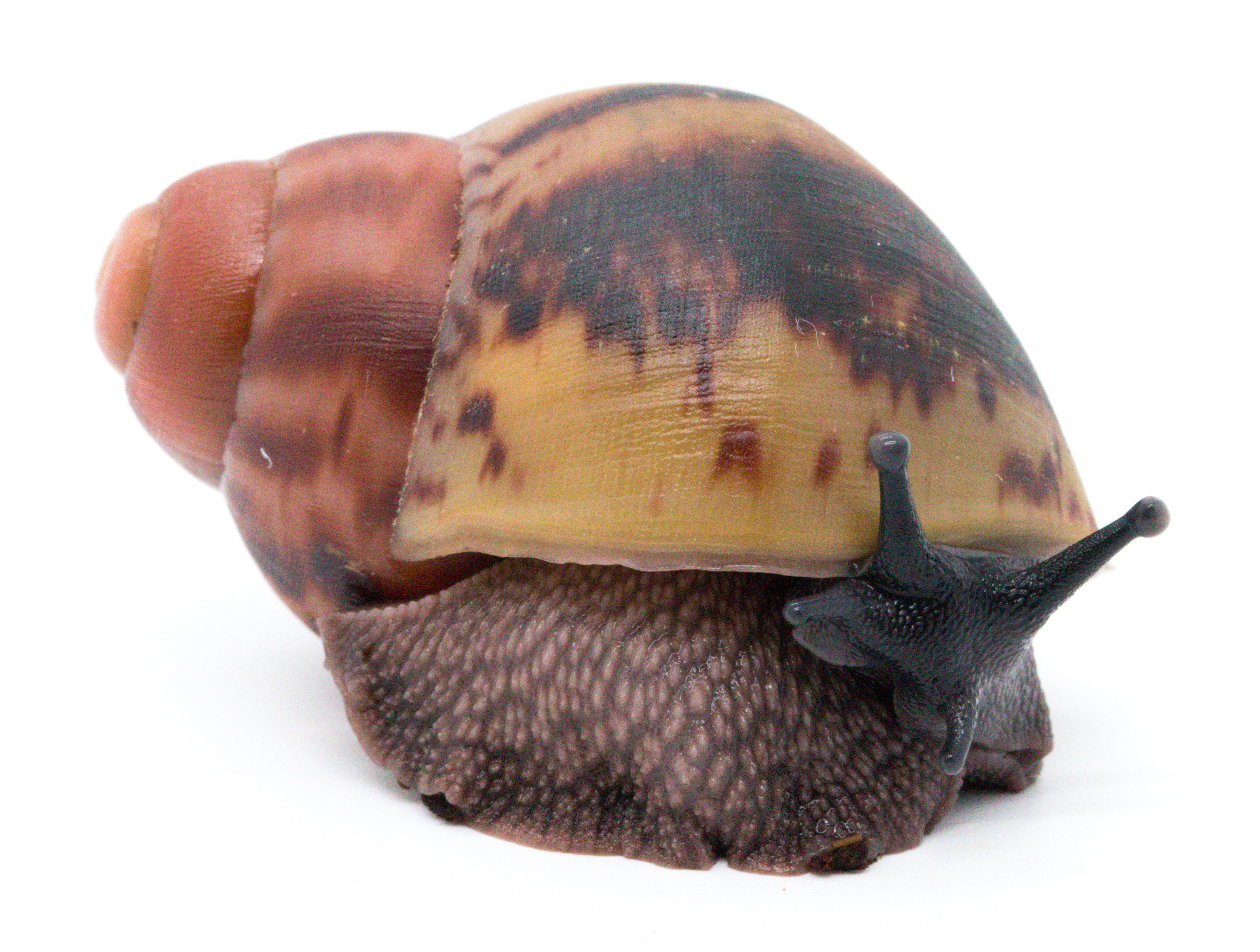 Arch. marginata suturalis F1 | Achatina shne.czek