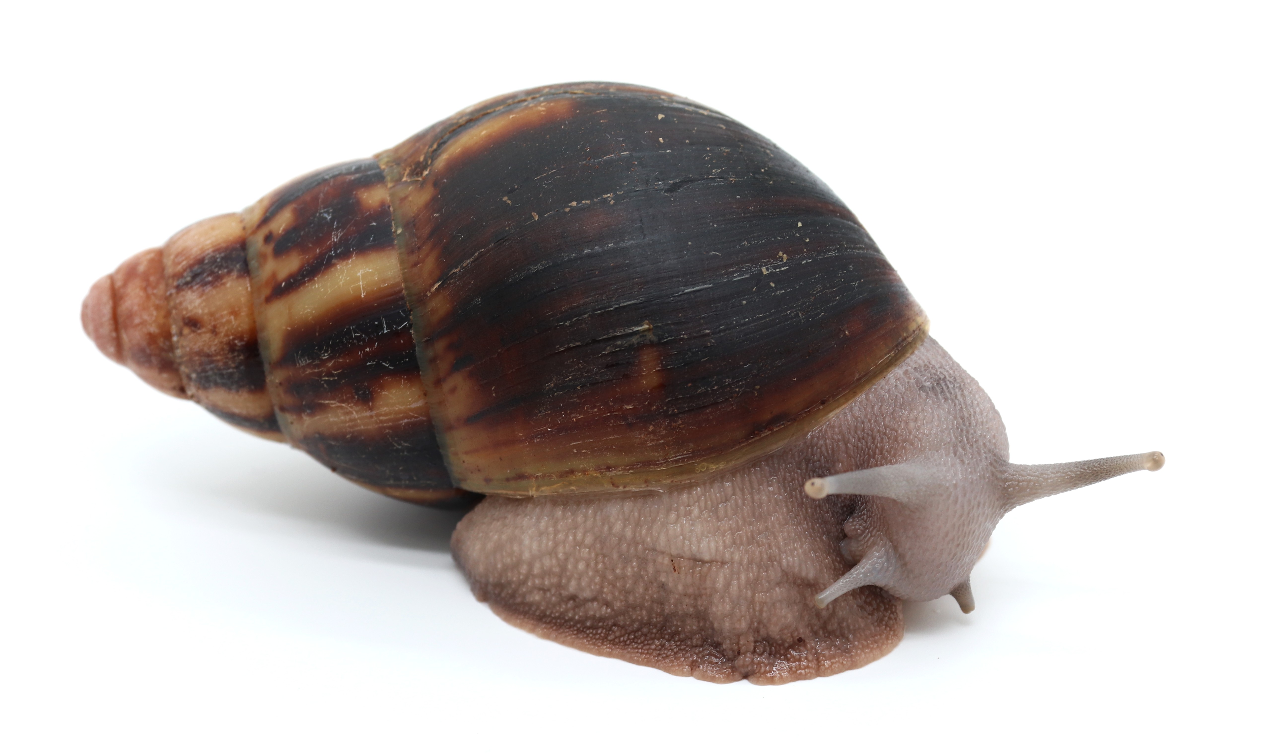 Arch. marginata suturalis Nigeria silver body (dark silver) | Achatina  shne.czek